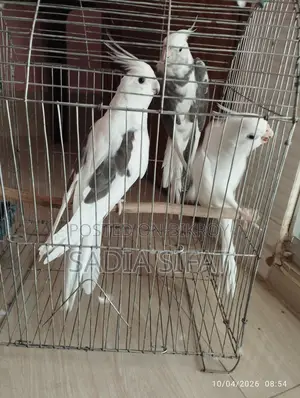 ককাটেল পাখি