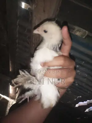কলম্বিয়া লাইট ব্রাহামা বাচ্চা