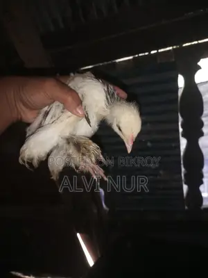 কলম্বিয়া লাইট ব্রাহামা বাচ্চা