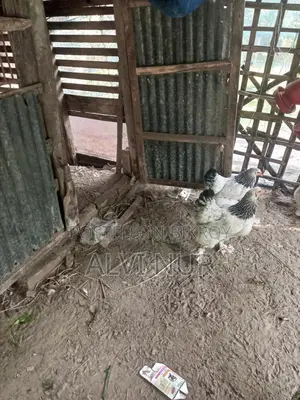 কলম্বিয়া লাইট ব্রাহামা বাচ্চা