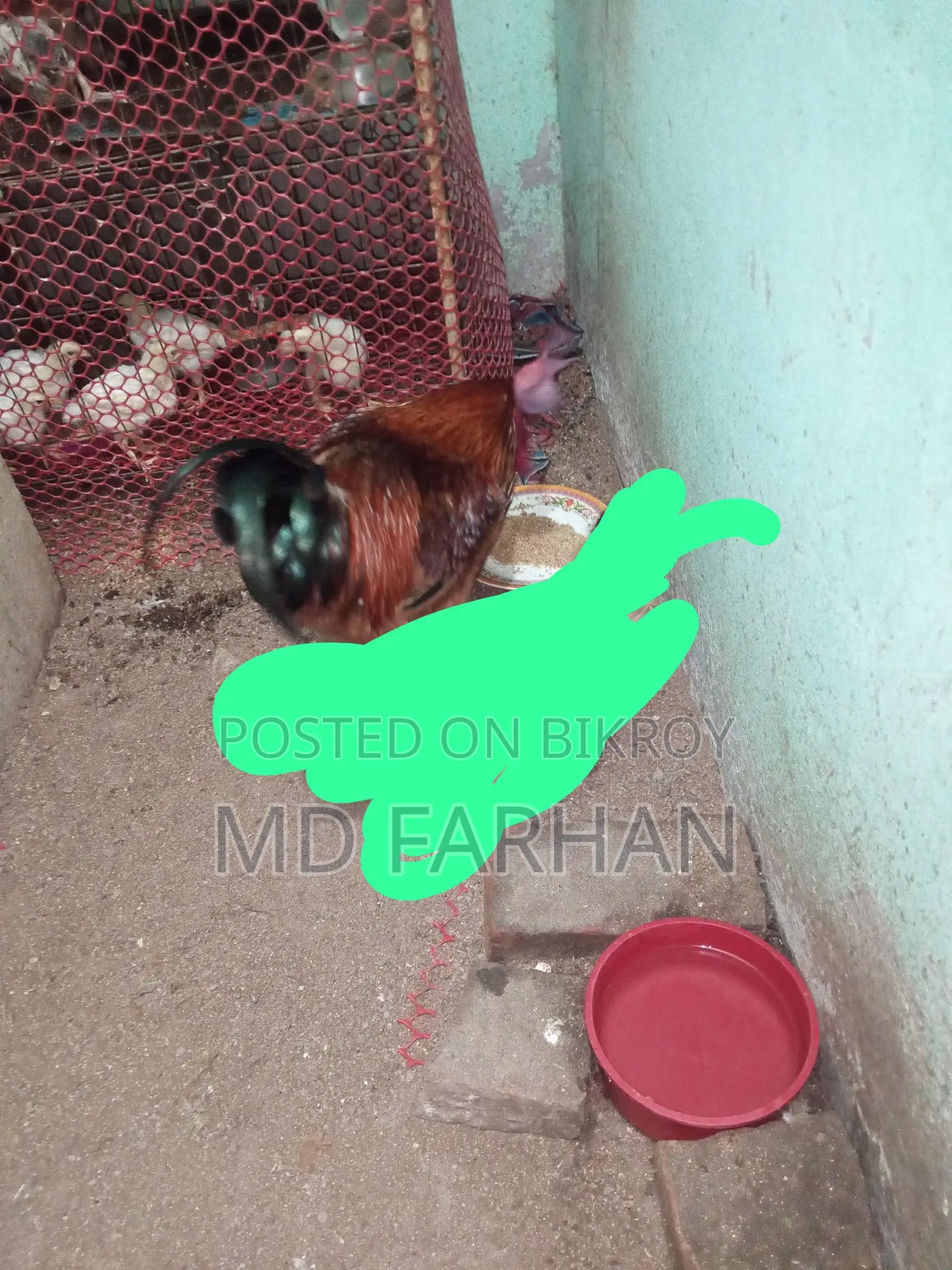 টাইগার মুরগি