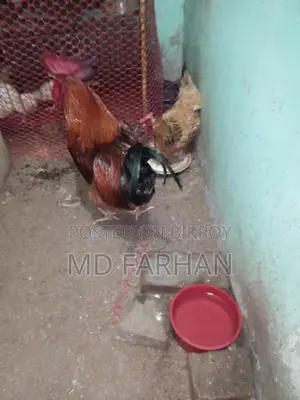 টাইগার মুরগি
