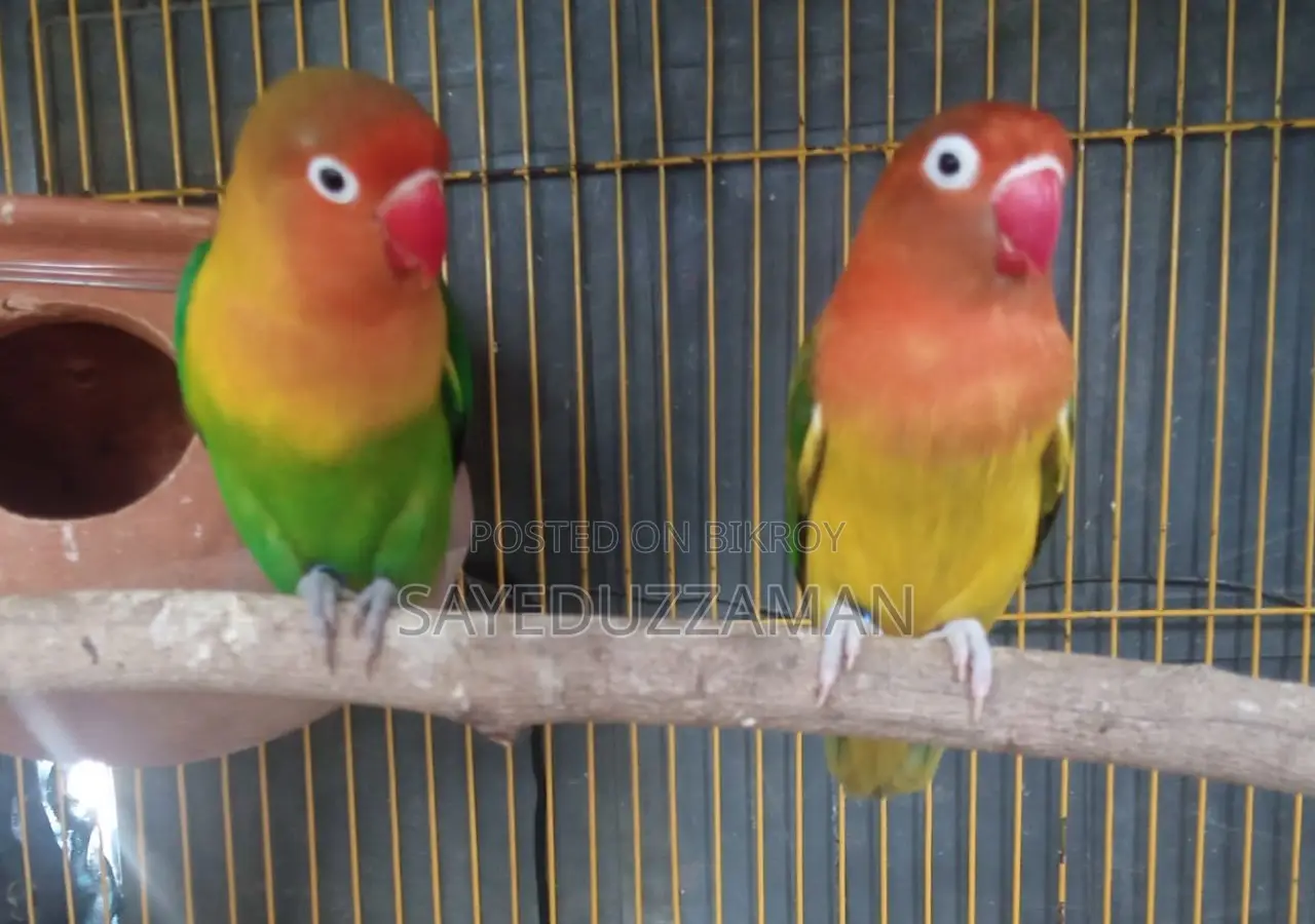 রানিং লাভবার্ড