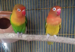 রানিং লাভবার্ড