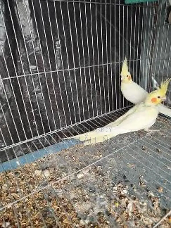 Master Pair Cockatiel