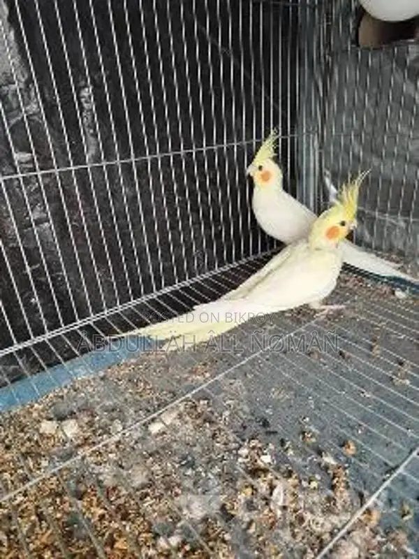 Master Pair Cockatiel