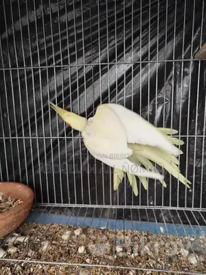 Master Pair Cockatiel
