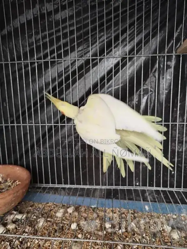Master Pair Cockatiel