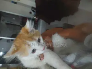 বিড়াল বিক্রয় হবে
