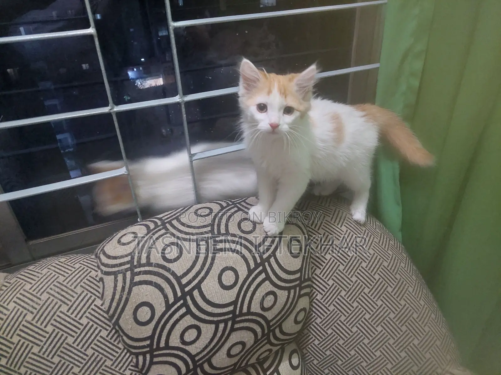 Cat for Sale