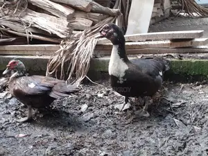 ডিম পাড়া চিনা হাস