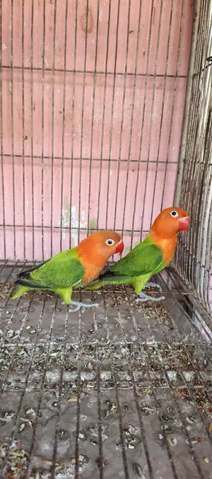 লাভ বার্ড