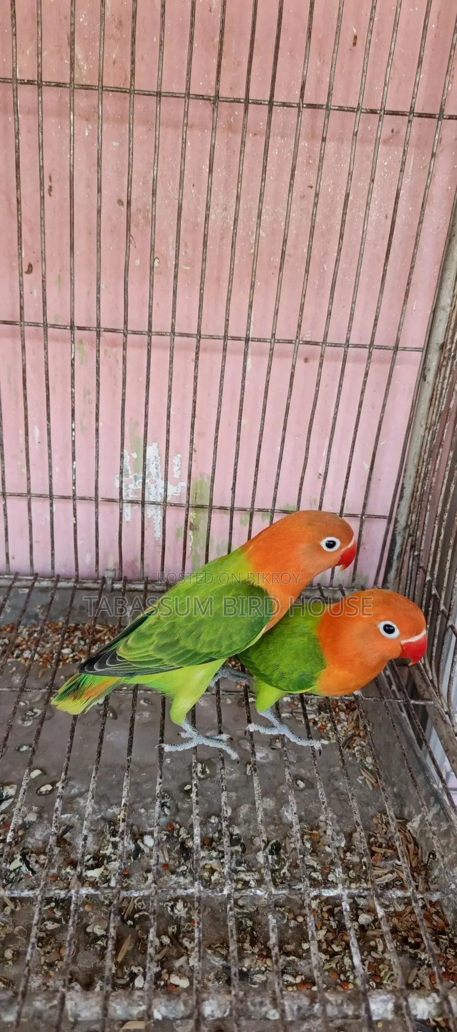 লাভ বার্ড