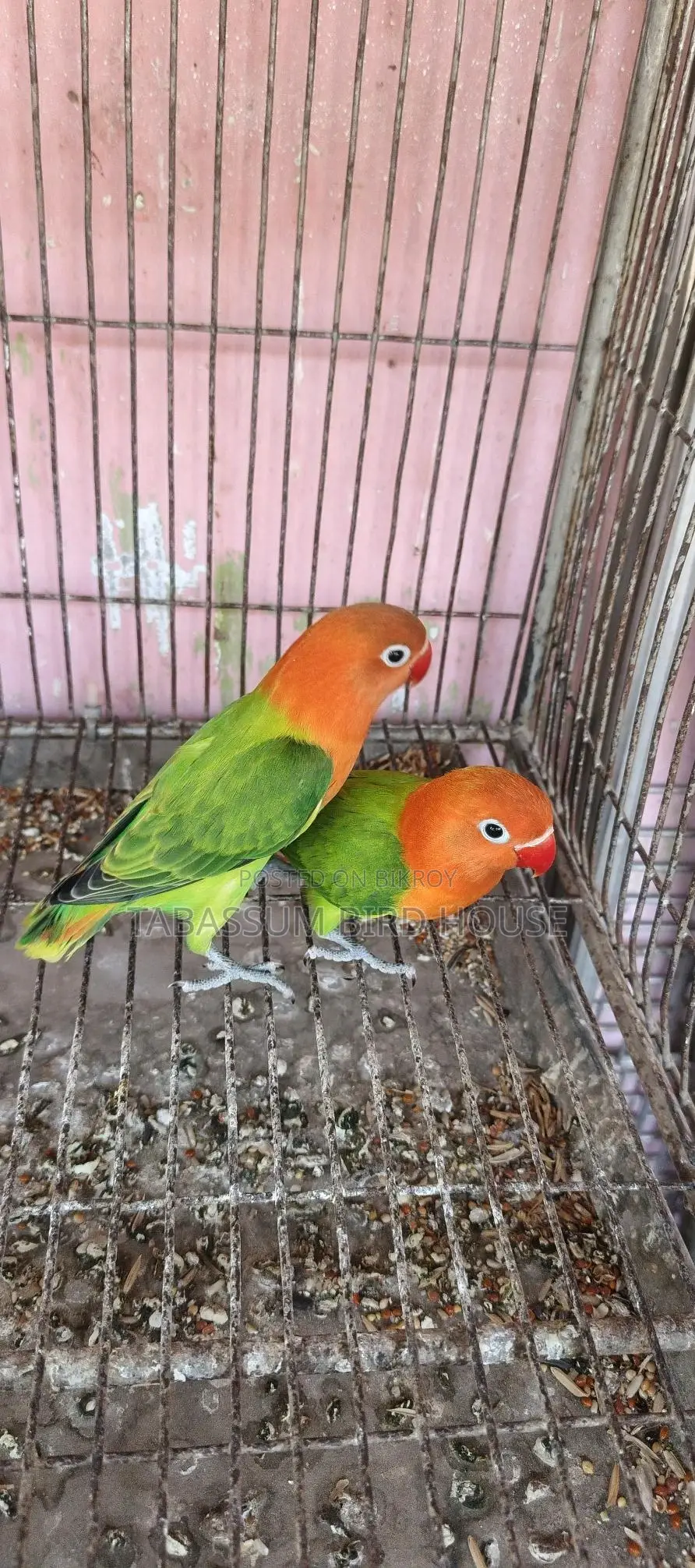 লাভ বার্ড