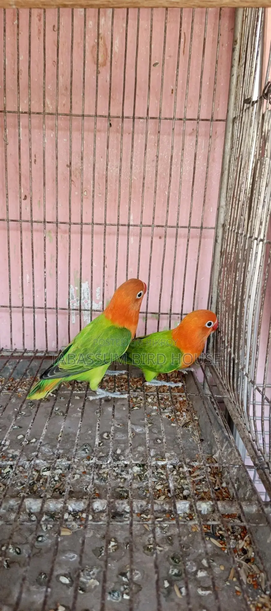 লাভ বার্ড