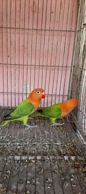 লাভ বার্ড