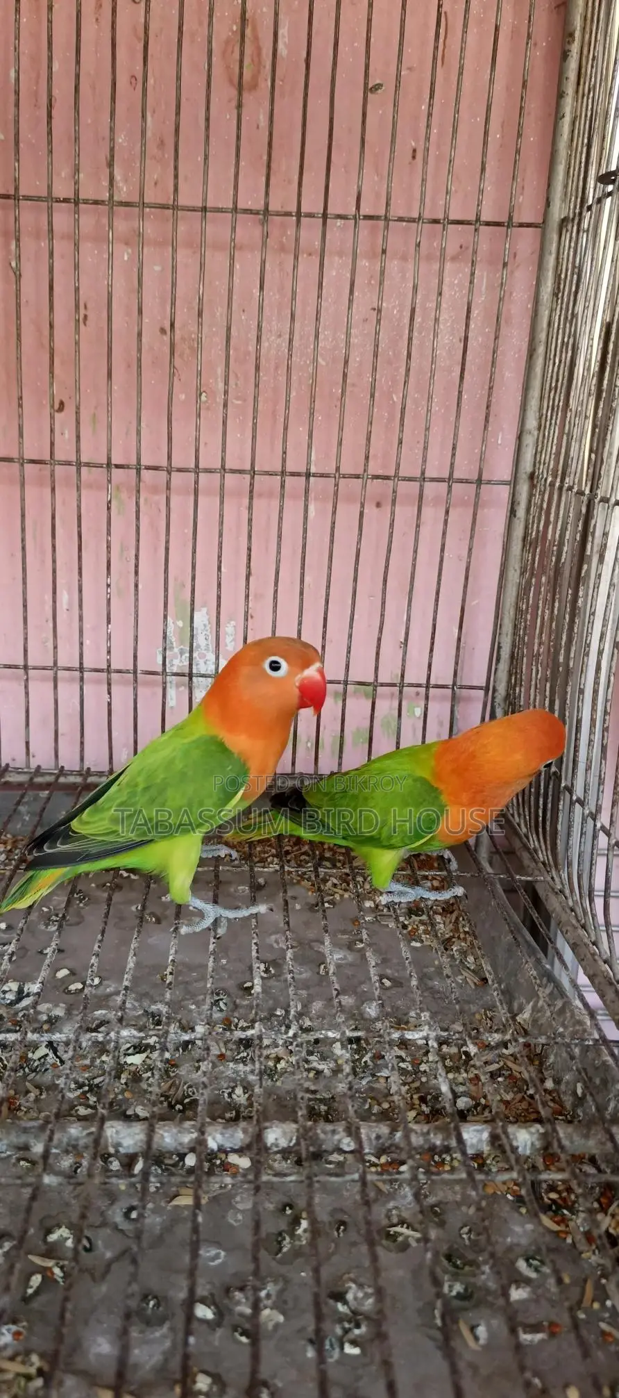লাভ বার্ড