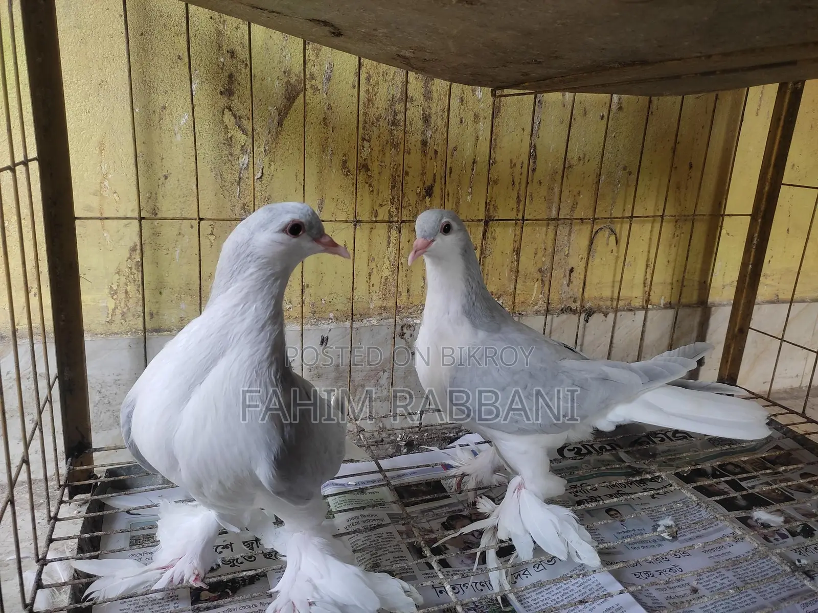 Lahori Kobutor