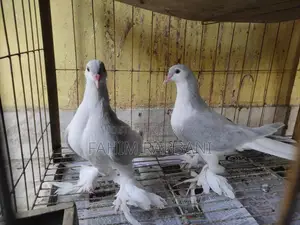 Lahori Kobutor