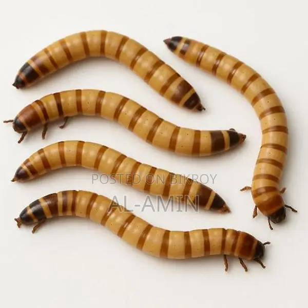 Beetle Larvae for Sale