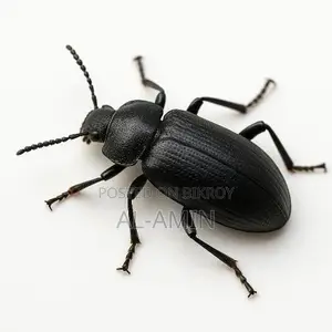 Beetle Larvae for Sale