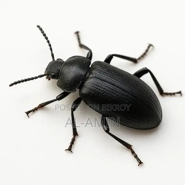 Beetle Larvae for Sale
