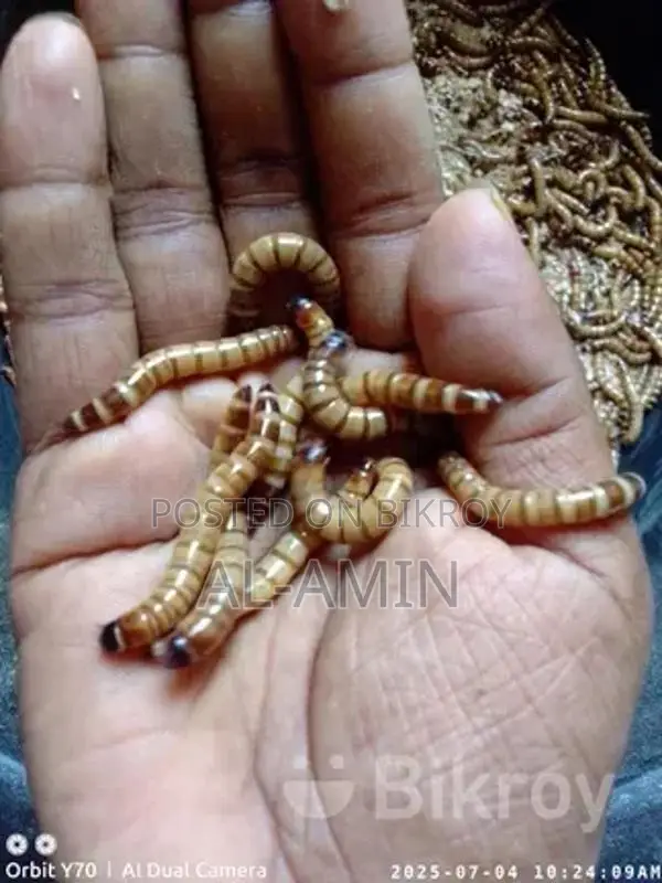 Beetle Larvae for Sale