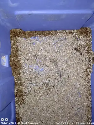 Beetle Larvae for Sale