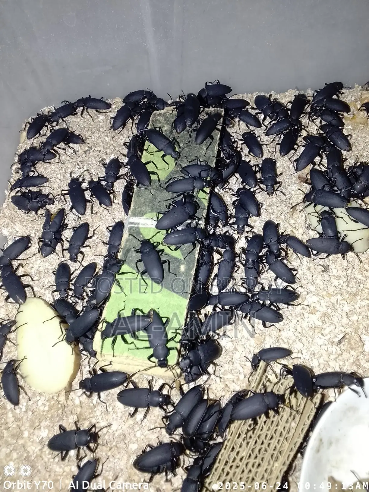 Beetle Larvae for Sale