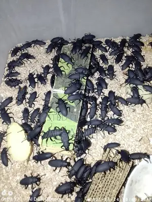 Beetle Larvae for Sale