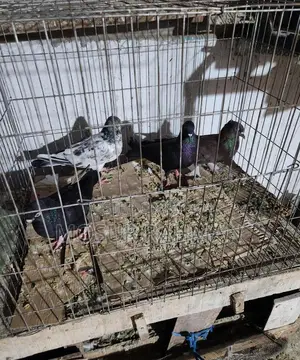 Pigeons for Sale
