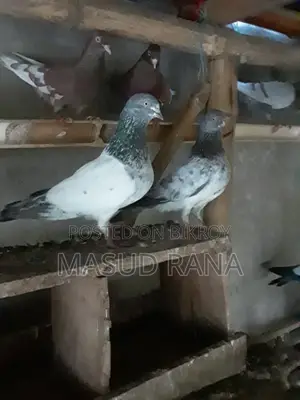 High Flyer Pigeons