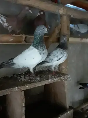 High Flyer Pigeons