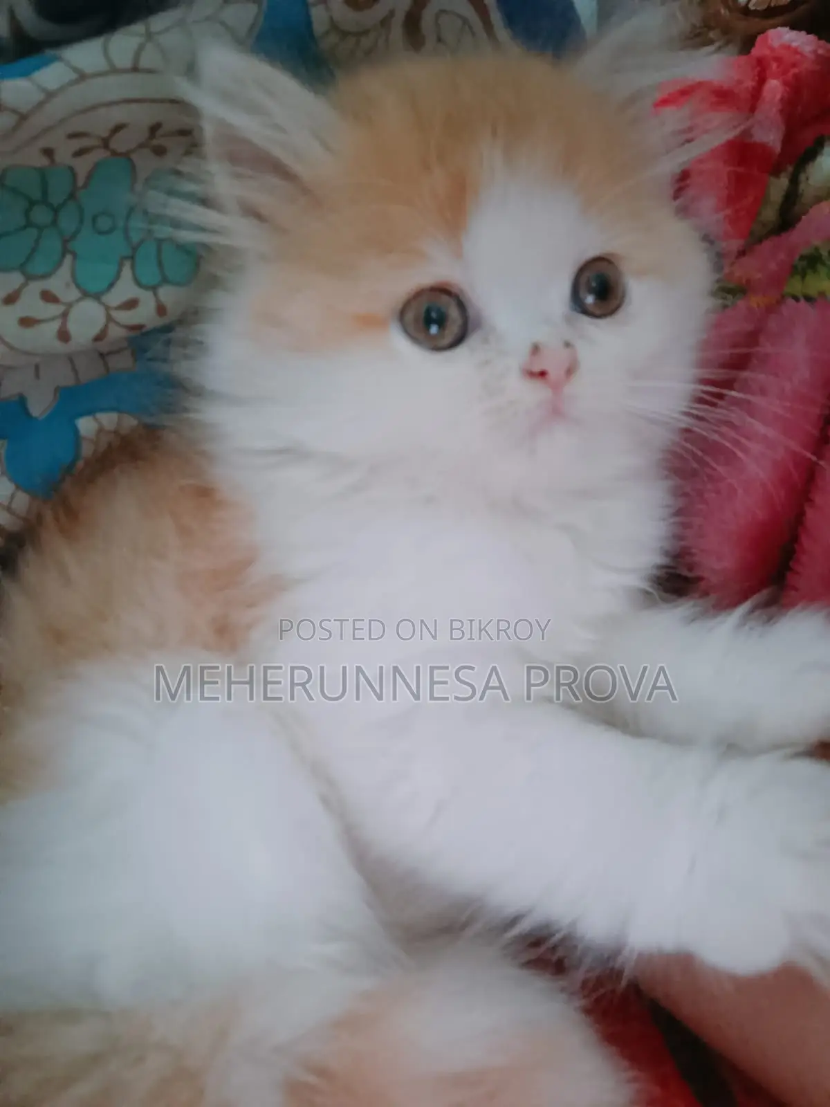6-12 months Female Purebred Persian