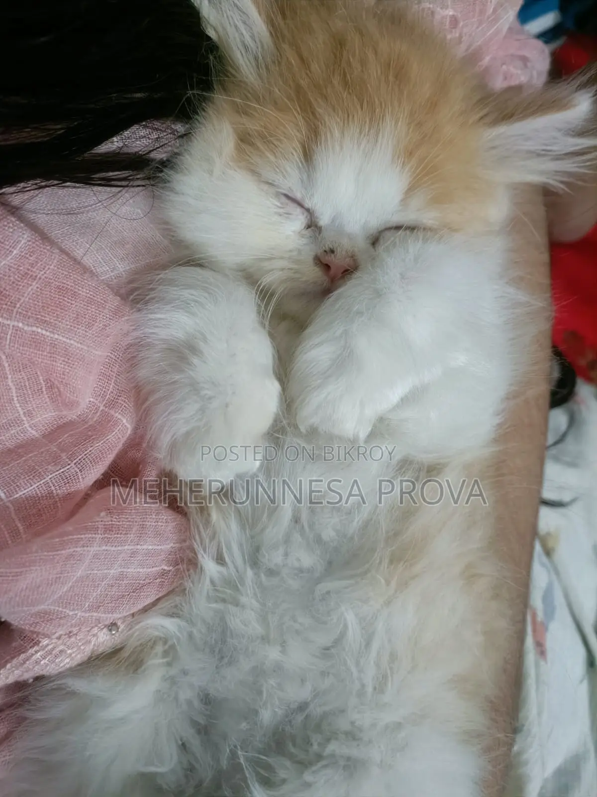 6-12 months Female Purebred Persian