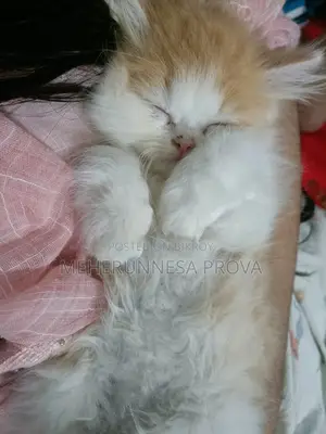 6-12 months Female Purebred Persian