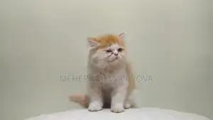 6-12 months Female Purebred Persian