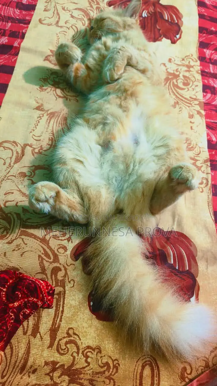 6-12 months Female Purebred Persian