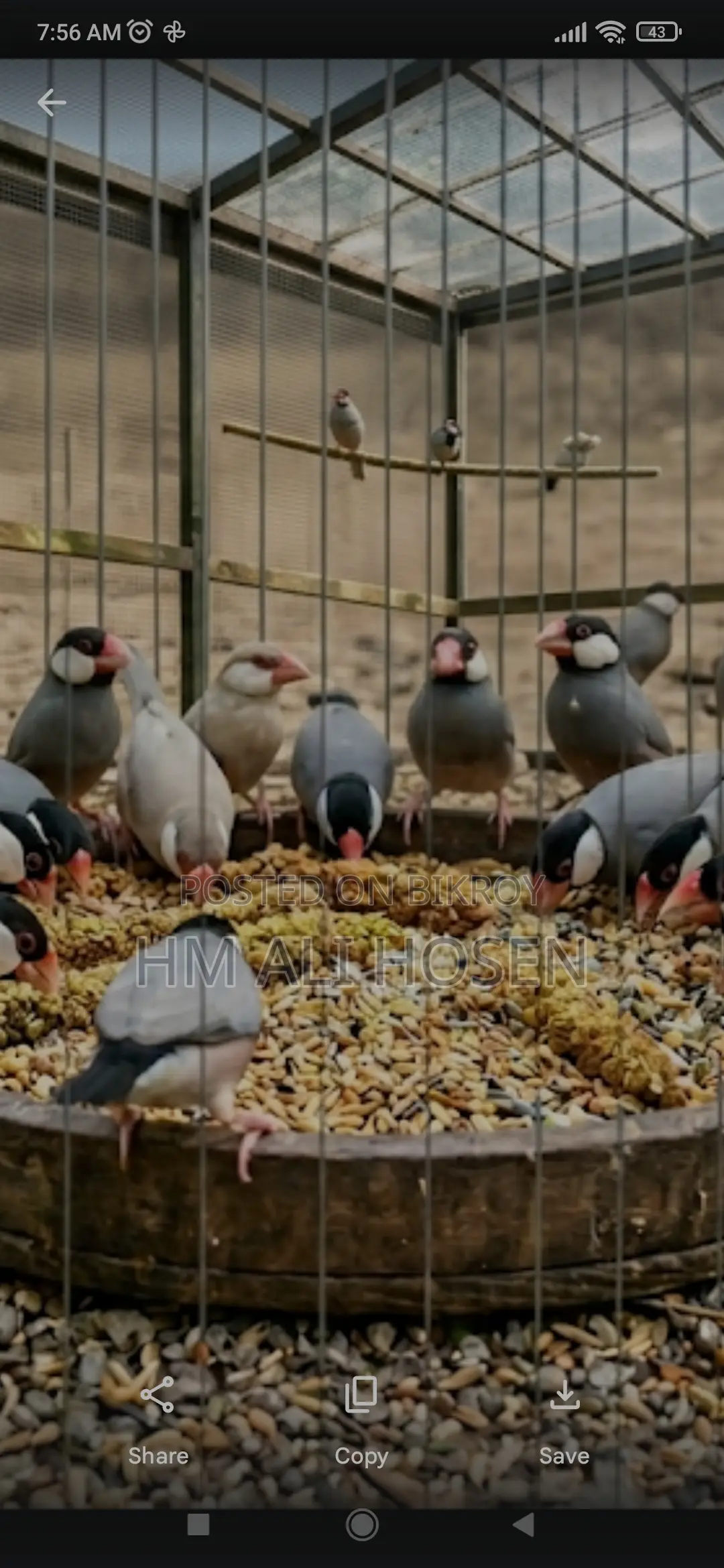 Many Java Sparrows for Sale
