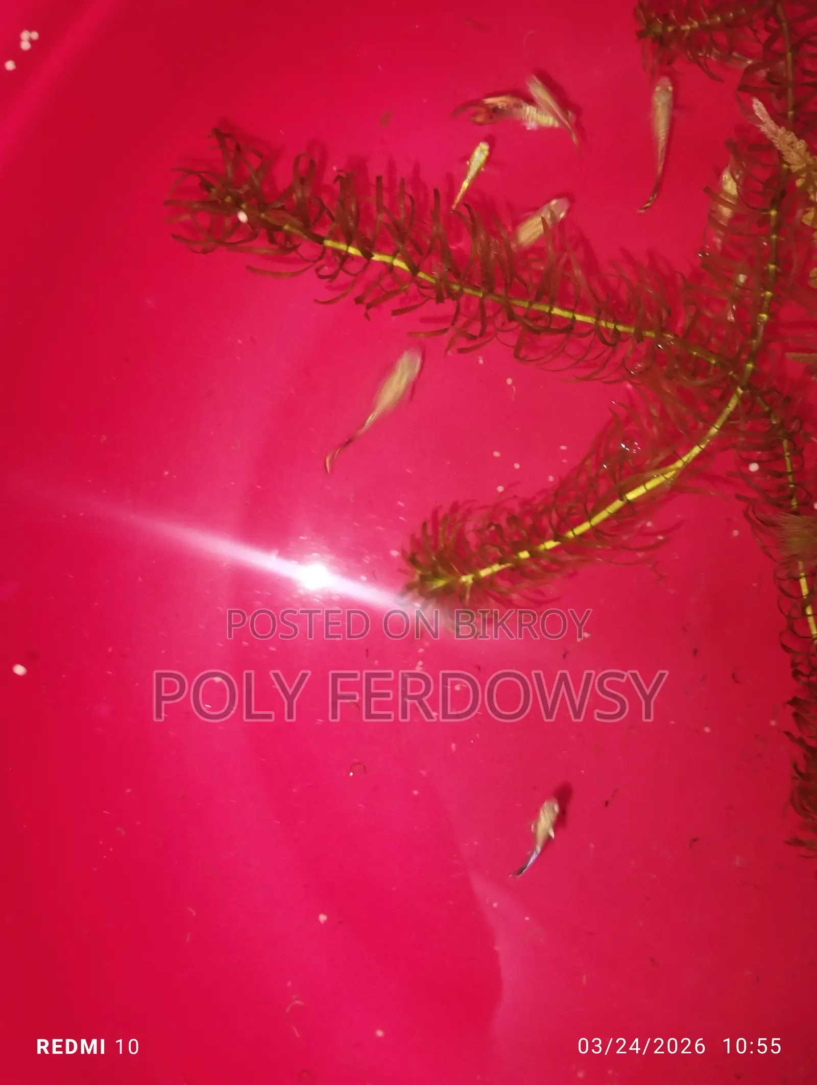 Platy and Guppy