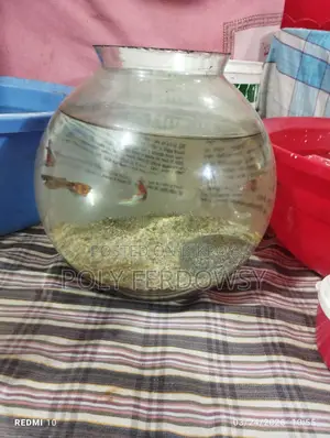Platy and Guppy