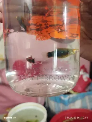 Platy and Guppy