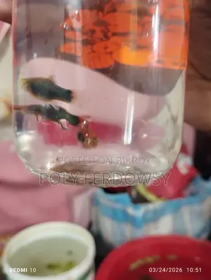 Platy and Guppy