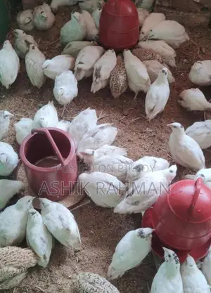 White Giant Coturnix Quail