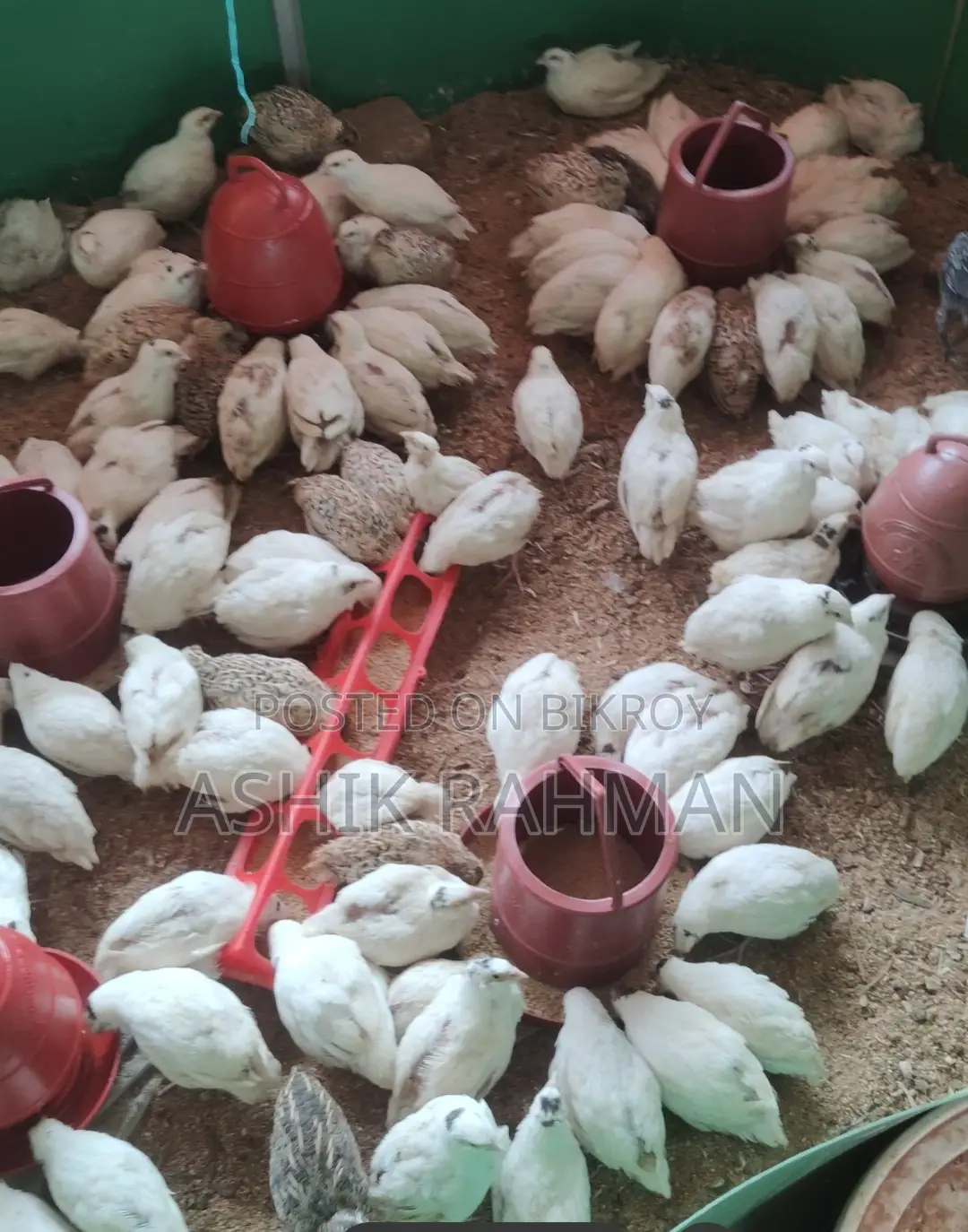 White Giant Coturnix Quail