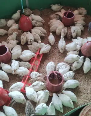 White Giant Coturnix Quail