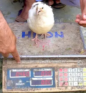 White Giant Coturnix Quail