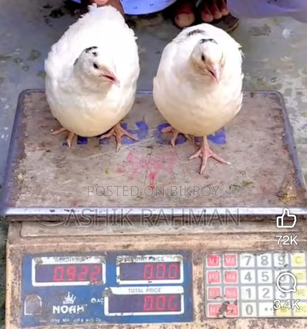 White Giant Coturnix Quail