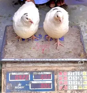 White Giant Coturnix Quail
