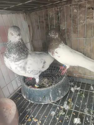 Giribaz Pigeon